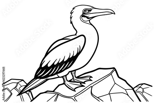 coloring page line art the booby black vector