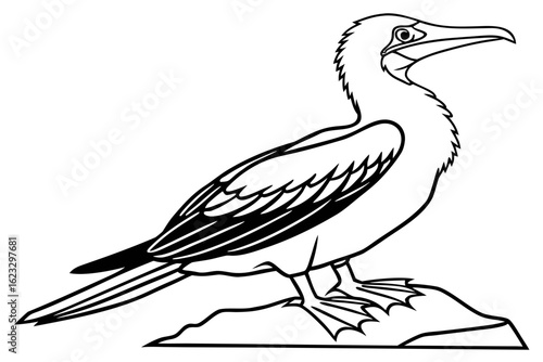 coloring page line art the booby black vector