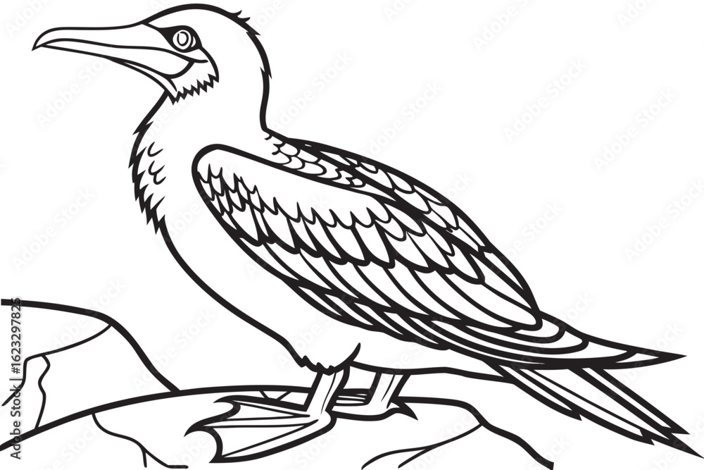 Fototapeta premium coloring page line art the booby black vector