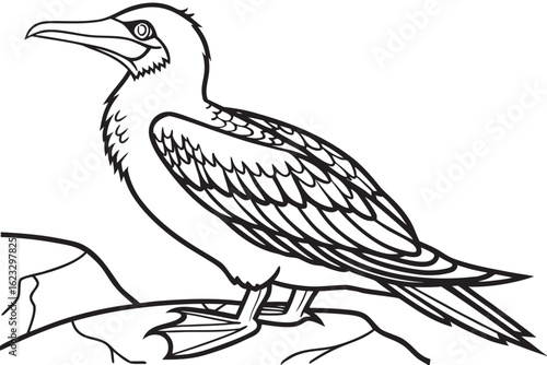 coloring page line art the booby black vector