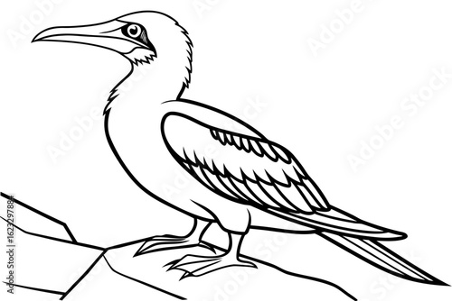 coloring page line art the booby black vector