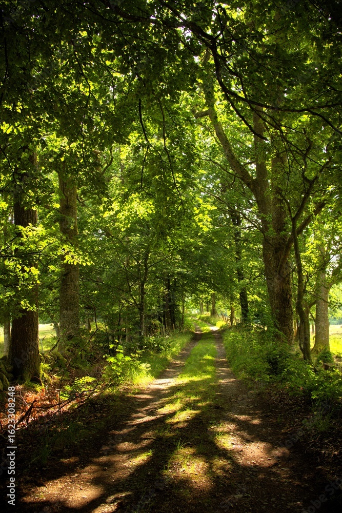 Obraz premium Beautiful green forest in Sweden