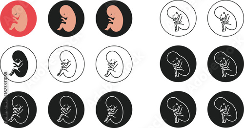 Fetal development stages vector graphic pregnancy illustration embryo growth icon set medical design