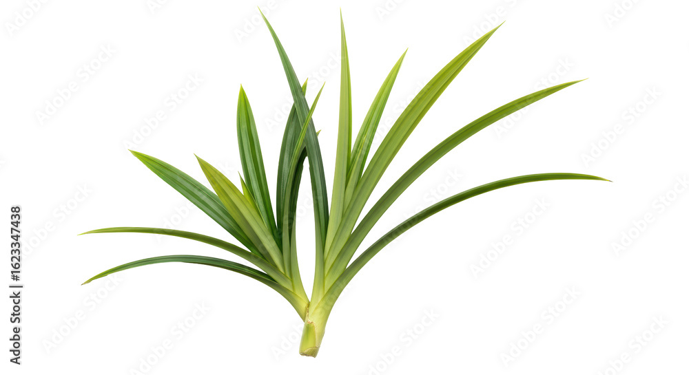 Obraz premium Isolated Pandan Leaves