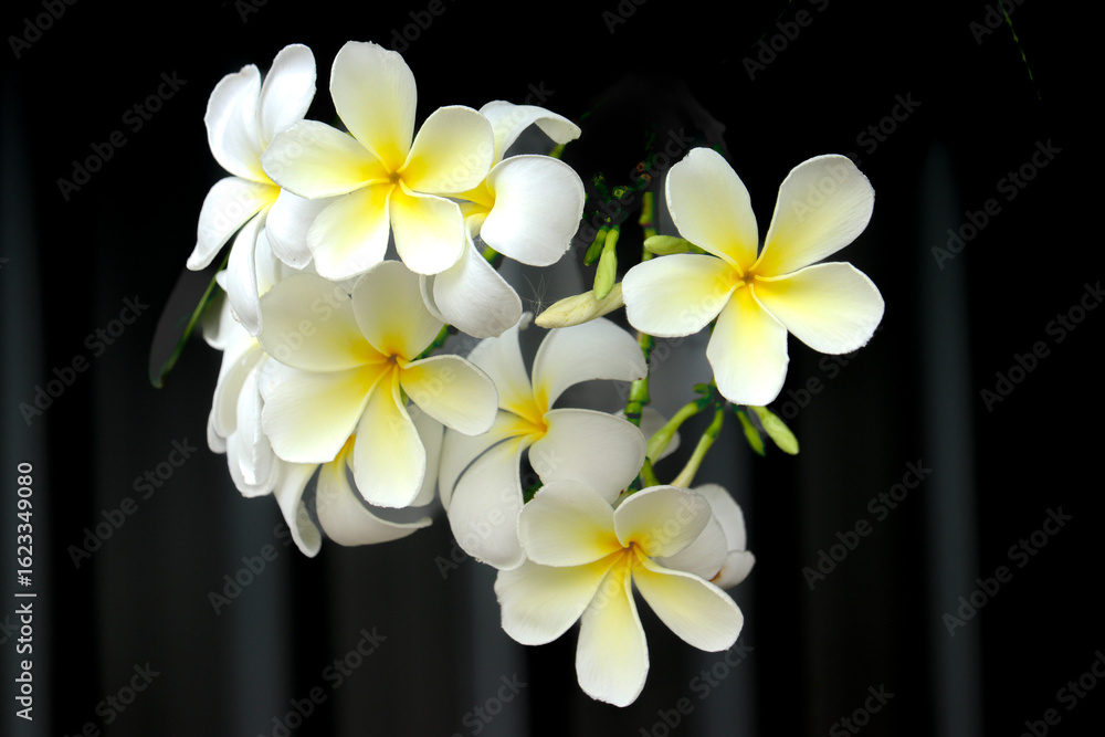 Fototapeta premium White frangipani flowers on a dark background
