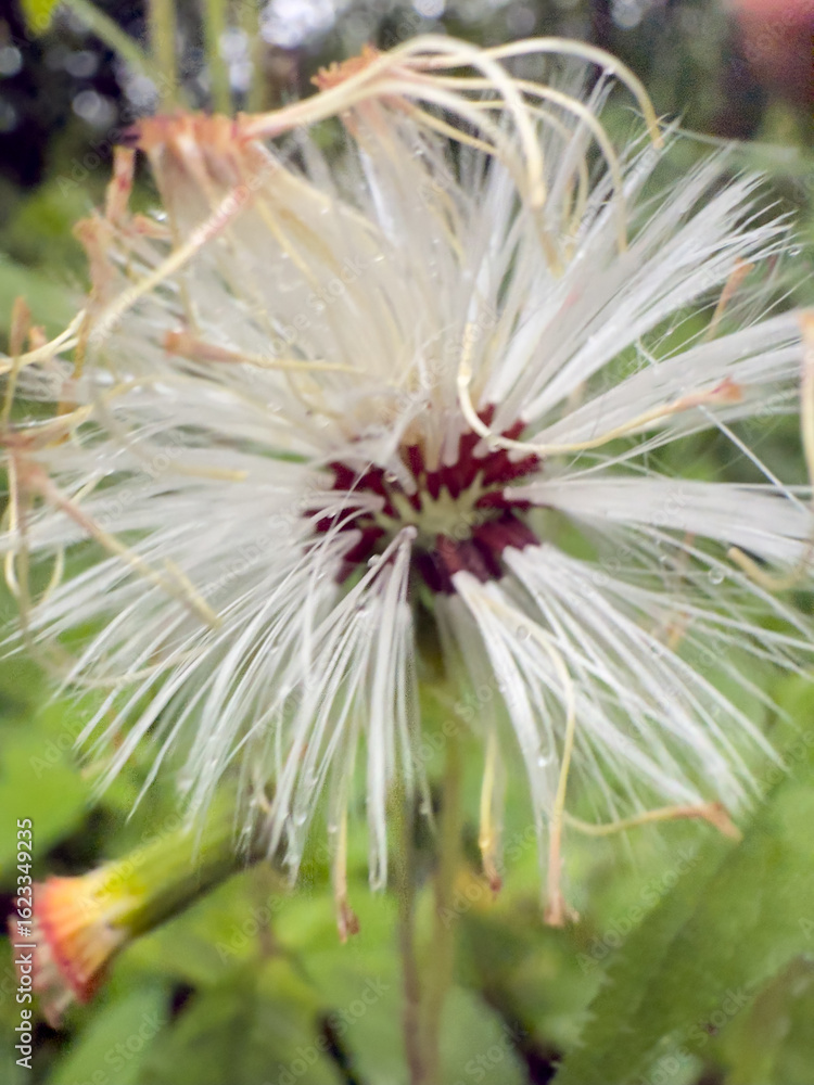Fototapeta premium Close-up of White Spider Lily Flower with Long Stamens and Green Background – Macro Nature Photography of Crinum asiaticum Bloom