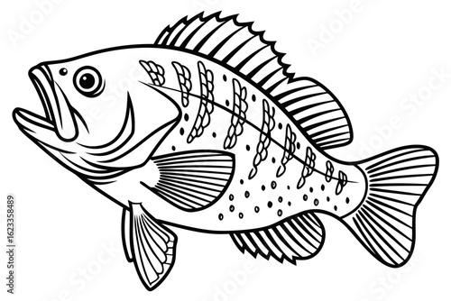 coloring page line art the crappie black vector