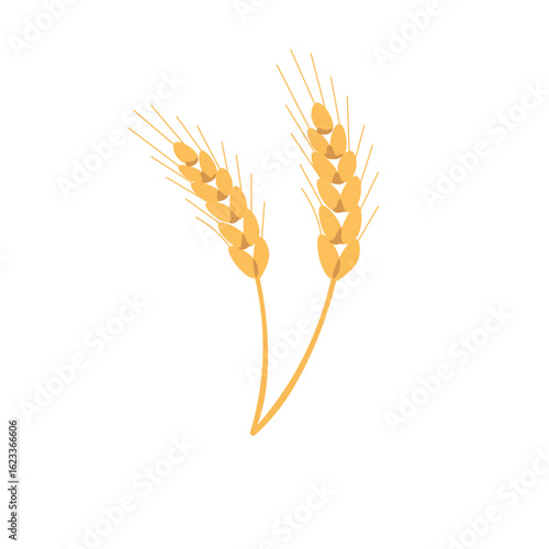 ears of wheat isolated white background, vector realistic, autumn illustration,Ears of wheat, spike cereals. Realistic wheat crop or harvest poster. 