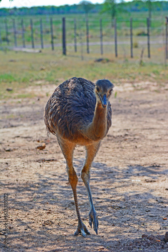 rhea or choique, Formosa - Argentina
