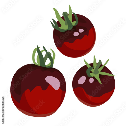Indigo Rose Tomato, Blue Tomato, Purple Tomato, Sun Black, Hand Drawn Vector Illustration Set Isolated