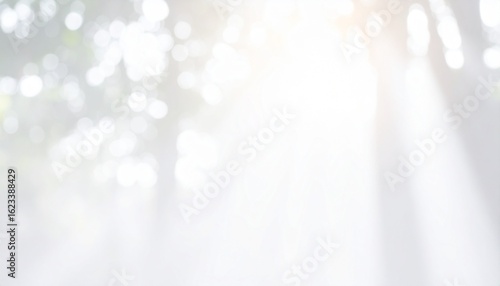 白色基調の背景画像　木々の間から溢れる木漏れ日のイメージ	