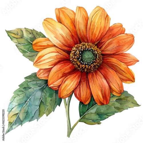 Mexican Sunflower Flower, watercolor illustration vector, isolated on a white background.