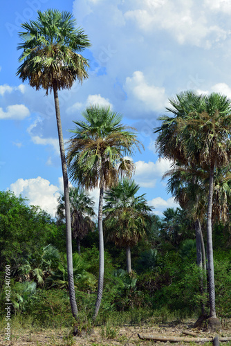 Palm trees, postcards from the countryside of Formosa, Argentina
