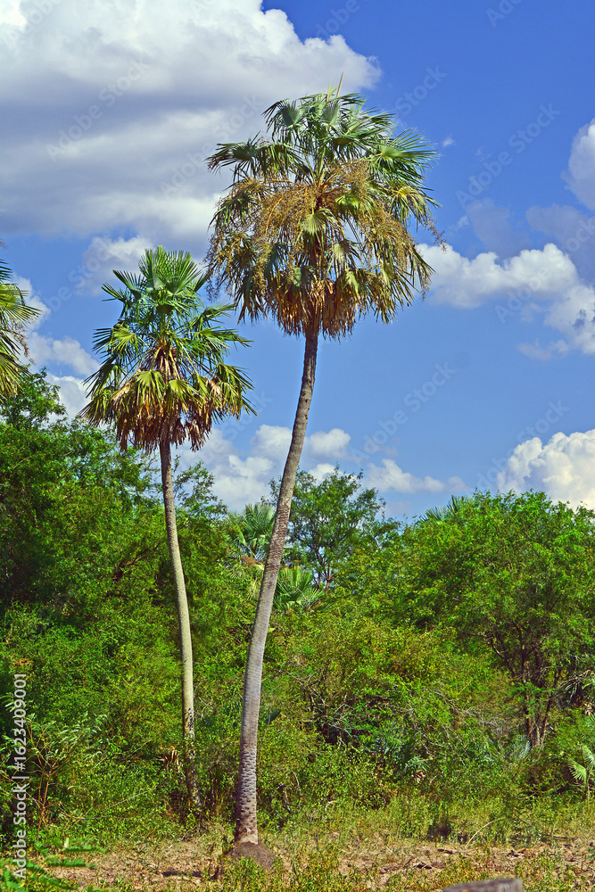 Fototapeta premium Palm trees, postcards from the countryside of Formosa, Argentina