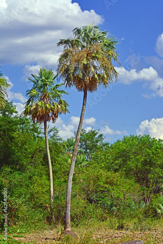 Palm trees, postcards from the countryside of Formosa, Argentina