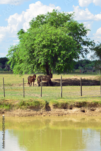 Postcards from the countryside of Formosa, Argentina