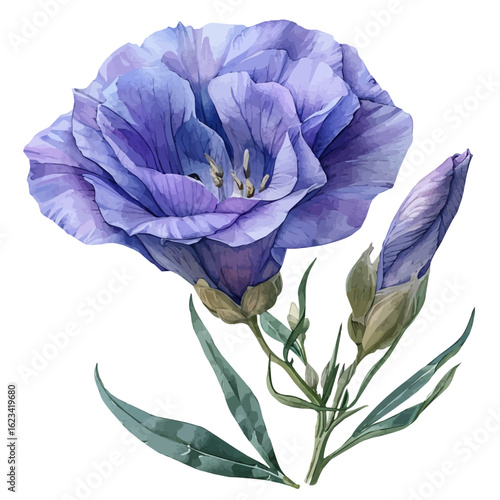 Lisianthus Flower, watercolor clipart vector, isolated on a white background.