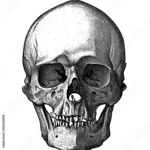 A realistic, historical human skull illustration representing anatomy, medicine, and the concept of mortality, isolated on a white background.