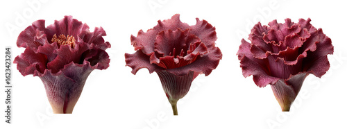 Isolated Red Blooming Flower Set on Transparent Background for Design