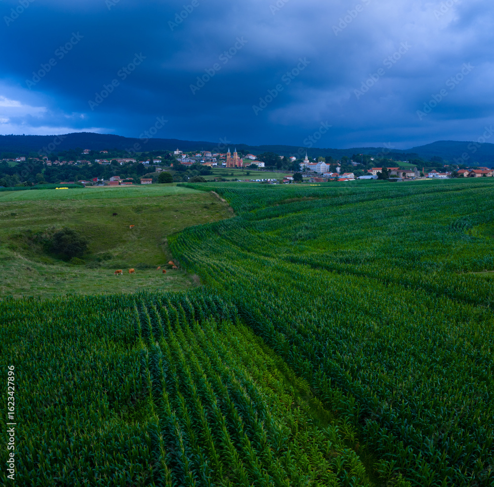Fototapeta premium An aerial drone view of cornfields and the neo-Gothic Church of San Pedro Ad enlace in the town of Cóbreces, in the municipality of Alfoz de Loredo. Cóbreces, Cantabria, Spain, Europe
