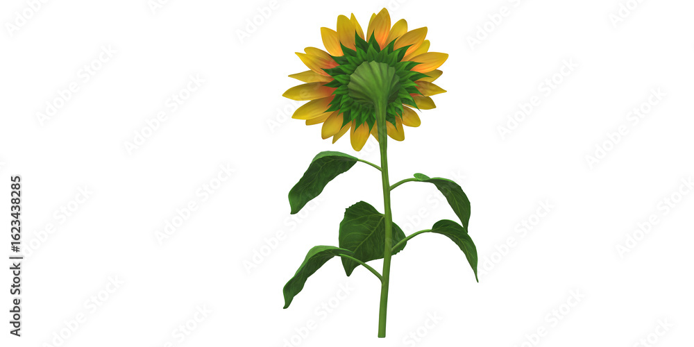 Fototapeta premium Beautiful 3D Render Sunflower isolated on a Transparent Background