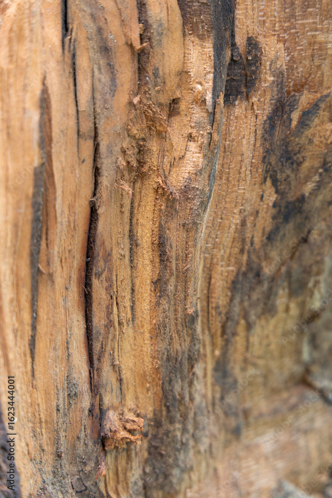 Obraz premium Split tree log showing rough wooden grain and texture