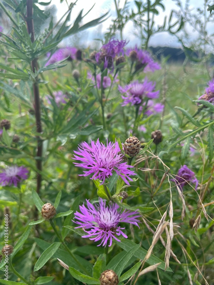 Fototapeta premium purple thistle flower