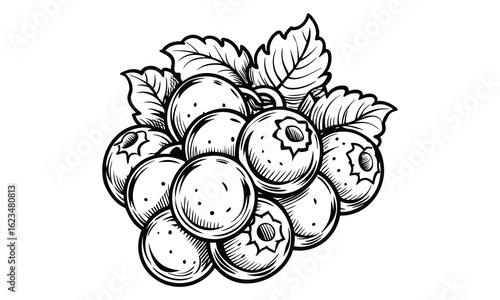 Blueberry t shirt design silhouette and vector line art Refreshing Blueberry Graphic for Eco-Friendly Clothing