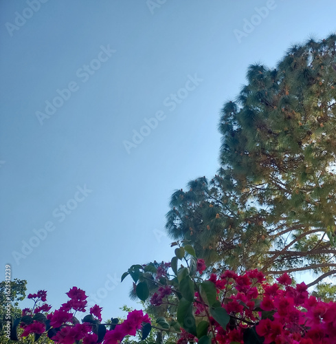 Green trees against blue sky background, nature photography, natural scenic wallpaper, pink flowers