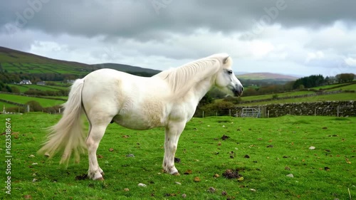 White pony in a green field with a view