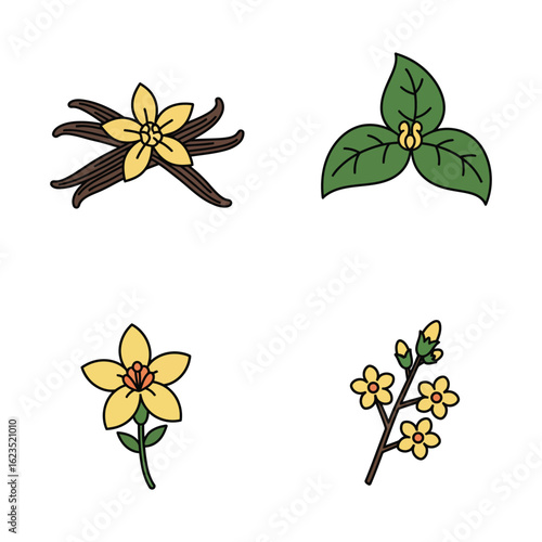 Hand drawn botanical illustrations of vanilla beans and various leaves in a simple grid layout