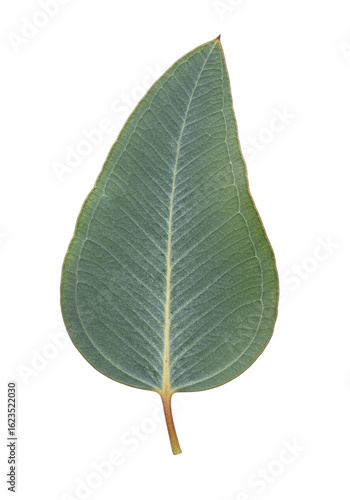 Melastoma affine single green leaf cutout, isolated on a white background for botany, health, and wellness concepts