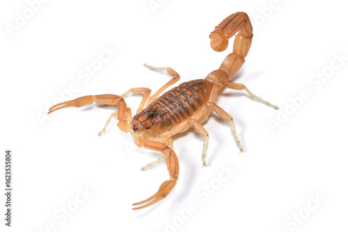 Closeup of the endemic Spanish yellow scorpion Buthus elongatus from Málaga, Andalusia, photographed on white background.