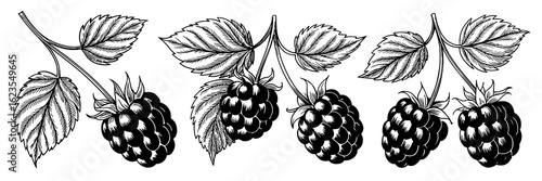 Black and white detailed botanical illustration collection of blackberries, leaves, stems. Hand-drawn vintage vector set of ripe berries and foliage. Monochrome ink sketch, pen drawing for food, natur