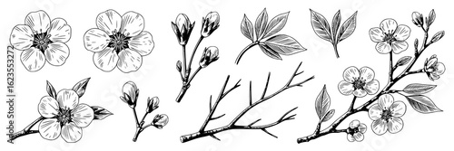 Monochrome line art illustration collection of cherry blossoms, buds, leaves, and branches. Hand-drawn botanical sketches, detailed ink pen drawings on white background. Decorative floral design eleme