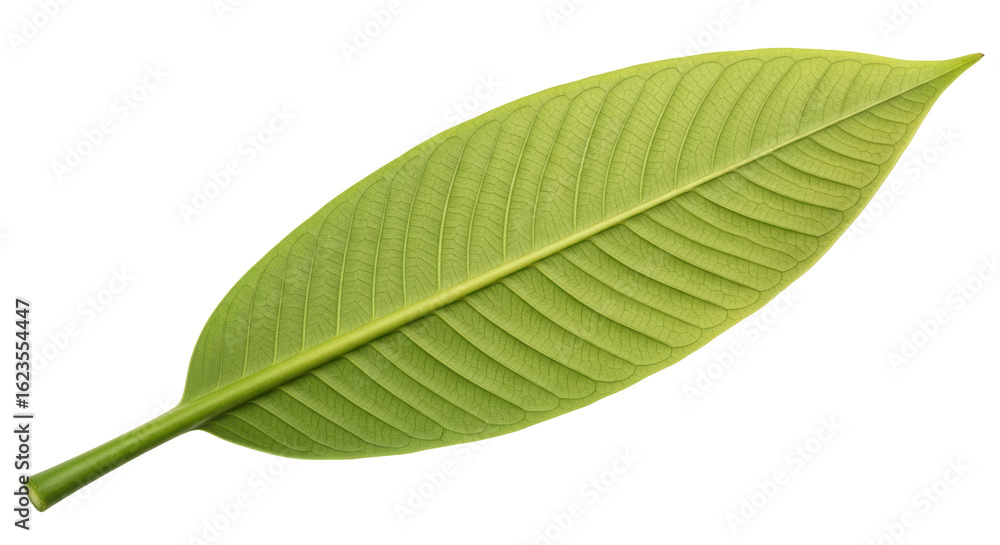 Fototapeta premium Isolated single green leaf