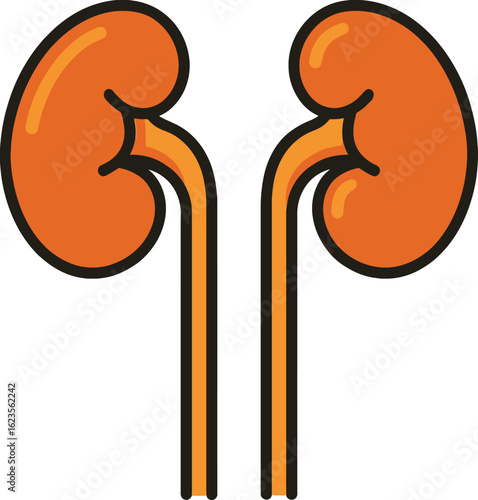 Stylized Illustration of Human Kidneys and Ureters on a White Background