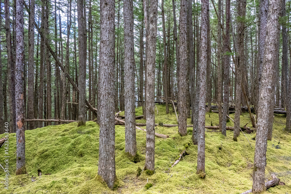 Naklejka premium trees in the forest