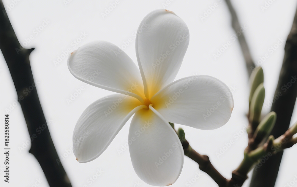 Obraz premium frangipani flower on a tree