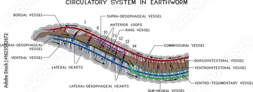 Scheme of circulatory system of earthworm for biology lessons