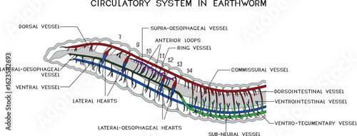 Scheme of circulatory system of earthworm for biology lessons