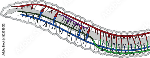 Scheme of circulatory system of earthworm for biology lessons