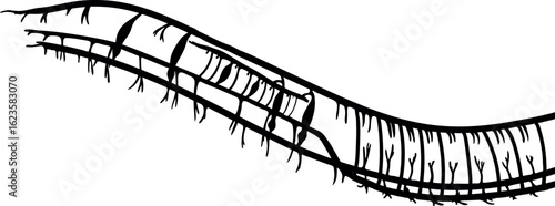 Diagram of circulatory system of earthworm for biology lessons