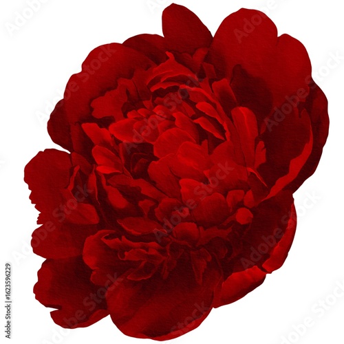 watercolor peony illustration isolated on white red bud botanical