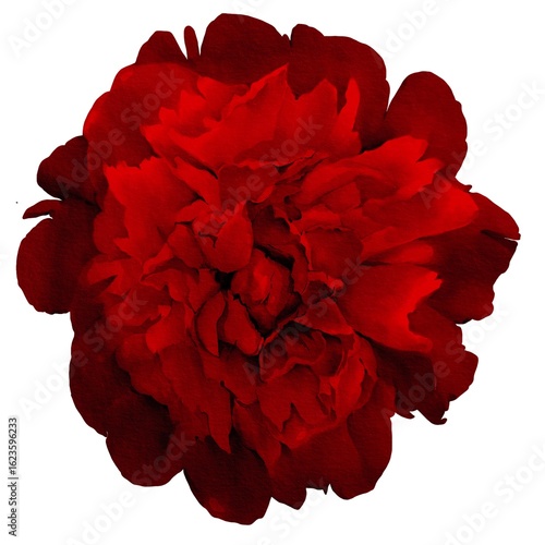 watercolor peony illustration isolated on white red bud botanical