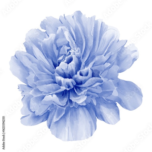 watercolor peony illustration isolated on white blue bud botanical