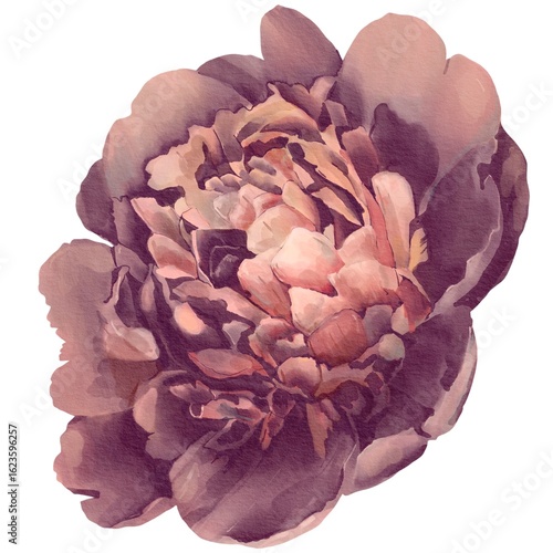 watercolor peony illustration isolated on white violet bud botanical