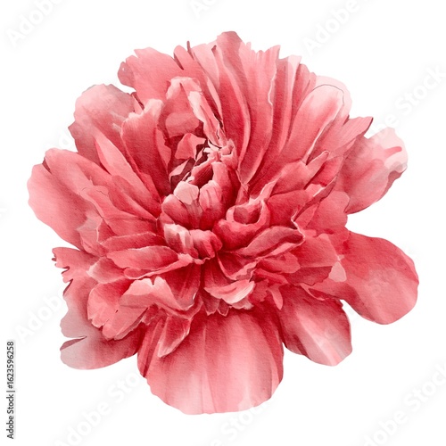 watercolor peony illustration isolated on white red bud botanical
