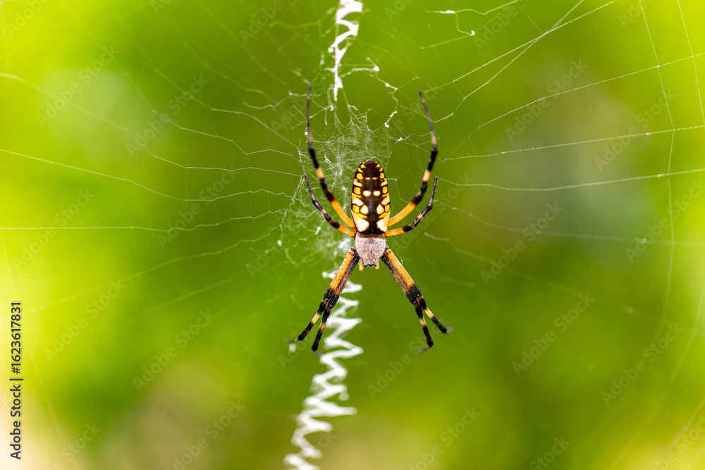 Yellow Garden Spider (Argiope aurantia) spinning silk thread in a dynamic close-up showing web-building behavior. Yellow Garden Spider (Argiope aurantia) spinning silk thread in a dynamic close-up showing web-building behavior.