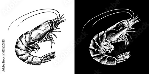 Isolated vector image of shrimp, two design variants on transparent and black background, pencil drawing, chalk drawing